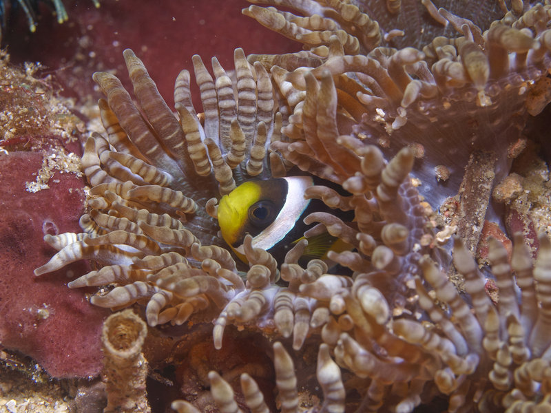 Anemone Fish, Dugon Wall